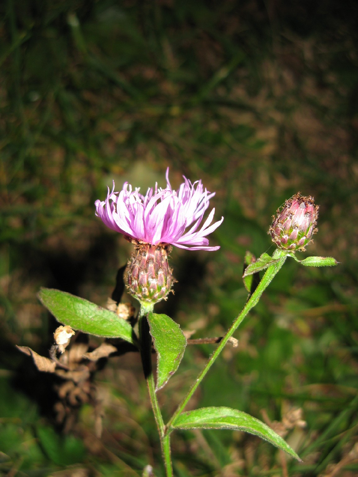 Centaurea nigrescens